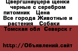 Цвергшнауцера щенки черные с серебром питомник › Цена ­ 30 000 - Все города Животные и растения » Собаки   . Томская обл.,Северск г.